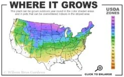 Poodle Tier Dwarf Alberta Spruce 3 Ball Topiary (3-Ball) - 3 Gallon Pot -Plant Outlet Store 3a 8a 4