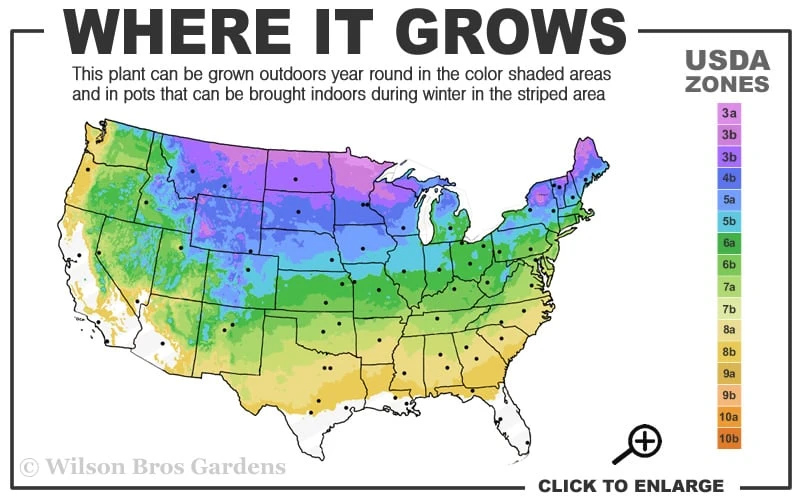 Wild Black Cherry Tree - 3 Gallon Pot 5 Wild Black Cherry Tree - 3 Gallon Pot - Image 3
