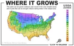 Limelight PeeGee Hydrangea - Single Trunk Topiary Tree - 5 Gallon Pot -Plant Outlet Store 3a 9b