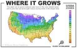 Warsaw Nike Clematis - 1 Gallon Pot -Plant Outlet Store 4a 11