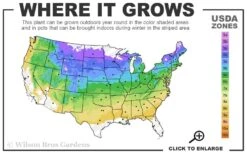 Minnesota Snowflake Mock Orange (Philadelphus) - 1 Gallon Pot 10 Minnesota Snowflake Mock Orange (Philadelphus) - 1 Gallon Pot -Plant Outlet Store 4a 8b 5