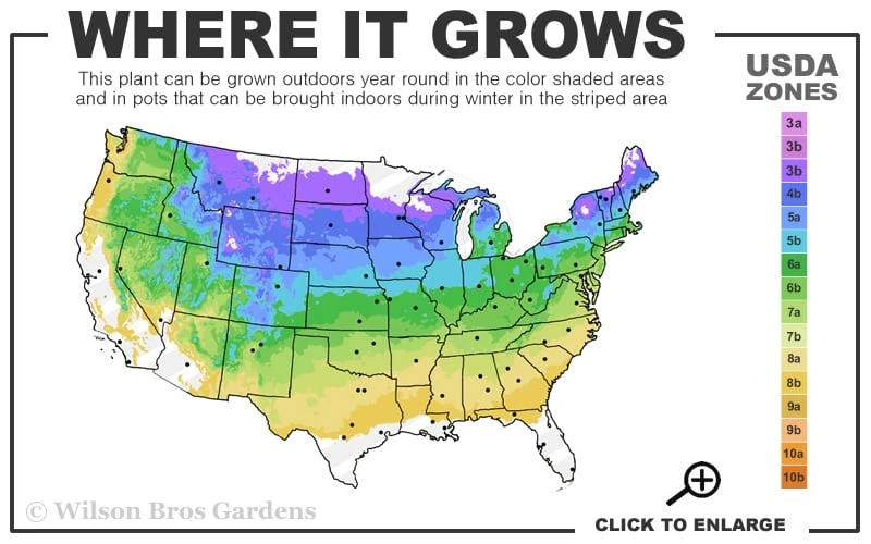 Minnesota Snowflake Mock Orange (Philadelphus) - 1 Gallon Pot 5 Minnesota Snowflake Mock Orange (Philadelphus) - 1 Gallon Pot - Image 3
