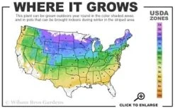 Cardinal Wyszynski Clematis - 1 Gallon Pot -Plant Outlet Store 4a 8b thumbnail 1