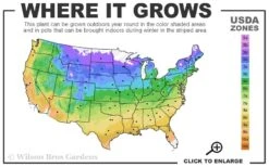 Blushing Bride Endless Summer Hydrangea - 1 Gallon Pot 9 Blushing Bride Endless Summer Hydrangea - 1 Gallon Pot -Plant Outlet Store 4a 9b