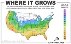 Dwarf Mondo Grass - 18 Count Flat Of Pint Pots -Plant Outlet Store 5a 10b 6