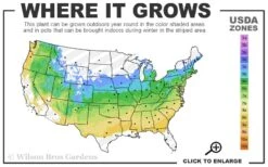 Kern's Pink Snowball Viburnum Bush - 3 Gallon Pot -Plant Outlet Store 5a 8b 11