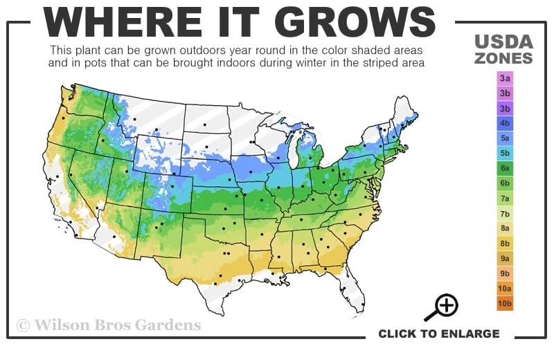 Kern's Pink Snowball Viburnum Bush - 2 Gallon Pot 5 Kern's Pink Snowball Viburnum Bush - 2 Gallon Pot - Image 3