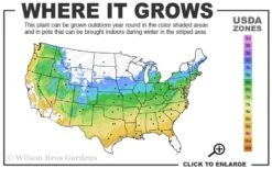 Jim's Pride White Summer Daphne - Daphne X Transatlantica - 1 Gallon Pot -Plant Outlet Store 5a 9a