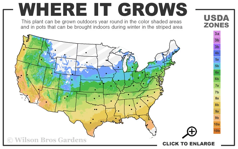 Champions Wood Fern (Dryopteris Championii) - 1 Gallon Pot 5 Champions Wood Fern (Dryopteris Championii) - 1 Gallon Pot - Image 3