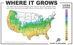 Claudia Wannamaker Southern Magnolia - 7 Gallon Pot (4-5') -Plant Outlet Store 5b 11 1