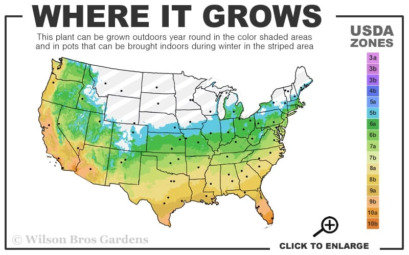 Big Blue Liriope - 6 Pack Of Pint Pots 5 Big Blue Liriope - 6 Pack Of Pint Pots - Image 3
