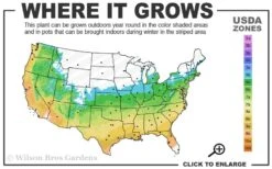 Little Sango' Dwarf Coral Bark Japanese Maple - 5 Gallon Pot 12 Little Sango' Dwarf Coral Bark Japanese Maple - 5 Gallon Pot -Plant Outlet Store 5b 9b 1