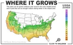Party Lights Pink Flush Tea Olive - Osmanthus Heterophyllus - 5 Gallon Pot -Plant Outlet Store 6A 9B 10