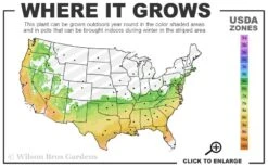 Autumn Rouge Encore Azalea - 1 Gallon Pot -Plant Outlet Store 6B 9B 5