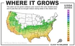 Summer Snow Gardenia - 3 Gallon Pot 12 Summer Snow Gardenia - 3 Gallon Pot -Plant Outlet Store 6a 10a