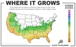 Madeline Hill Rosemary - 1 Gallon Pot -Plant Outlet Store 6a 10b 7