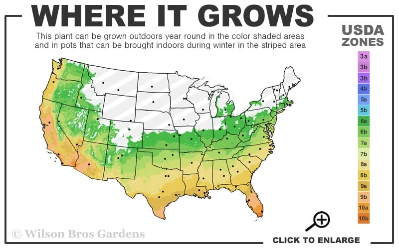 Russian 26 Cold Hardy Pomegranate - 3 Gallon Pot 5 Russian 26 Cold Hardy Pomegranate - 3 Gallon Pot - Image 3