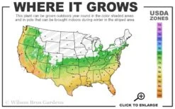 Variegated Liriope - Monkey Grass / Lilyturf - 6 Pack Of Pint Pots -Plant Outlet Store 6a 11 3