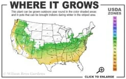 Dwarf Variegated Boxwood - 6 Pack Of 1 Gallon Pots 10 Dwarf Variegated Boxwood - 6 Pack Of 1 Gallon Pots -Plant Outlet Store 6a 8b 1