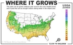 Taylor Pink Japanese Maple - 1 Gallon Pot -Plant Outlet Store 6a 9a 1