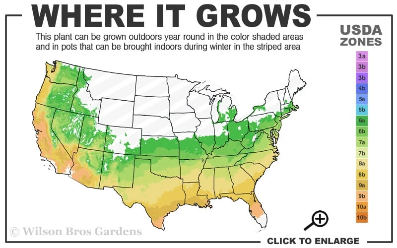 Tokyo Tower Chinese Fringe Tree (Chionanthus Retusus) - 7 Gallon Pot (5-6') 5 Tokyo Tower Chinese Fringe Tree (Chionanthus Retusus) - 7 Gallon Pot (5-6') - Image 3