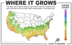 Angus Cold Hardy Eucalyptus Tree (Eucalyptus Nicholii) - 3 Quart Pot 12 Angus Cold Hardy Eucalyptus Tree (Eucalyptus Nicholii) - 3 Quart Pot -Plant Outlet Store 6b 10b 1