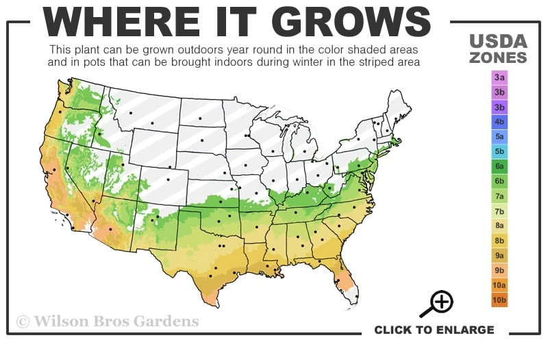 Dahlonega Camellia Japonica - 3 Gallon Pot 5 Dahlonega Camellia Japonica - 3 Gallon Pot - Image 3