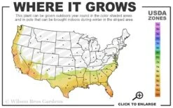 Feelin Blue Deodar Cedar (Single Trunk Tree Form) - 2 Gallon Pot 8 Feelin Blue Deodar Cedar (Single Trunk Tree Form) - 2 Gallon Pot -Plant Outlet Store 7B 10B 2