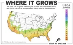 Winter Gold Edgeworthia Chrysantha - Paper Bush - 3 Gallon Pot 16 Winter Gold Edgeworthia Chrysantha - Paper Bush - 3 Gallon Pot -Plant Outlet Store 7a 10a