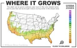 Gold Doubloon Gardenia - 6 Pack Of 1 Gallon Pots 9 Gold Doubloon Gardenia - 6 Pack Of 1 Gallon Pots -Plant Outlet Store 7a 10b 22