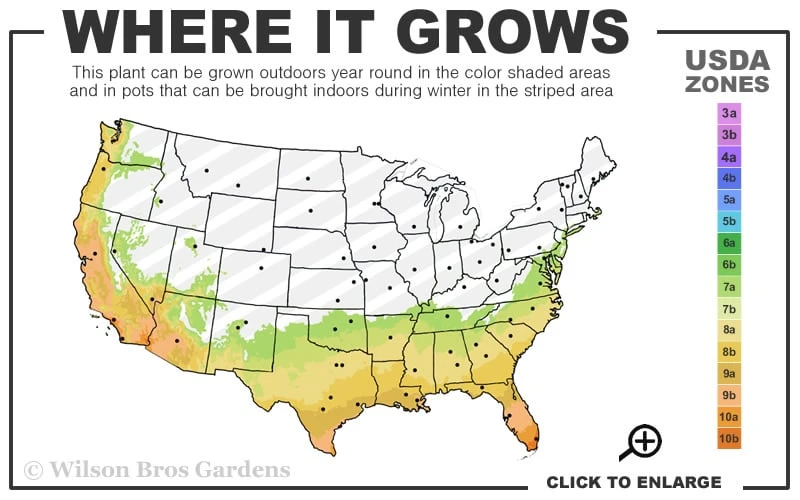 Maggie Cold Hardy Eucalyptus Tree (Eucalyptus Nova Anglica) - 1 Gallon Pot 5 Maggie Cold Hardy Eucalyptus Tree (Eucalyptus Nova Anglica) - 1 Gallon Pot - Image 3