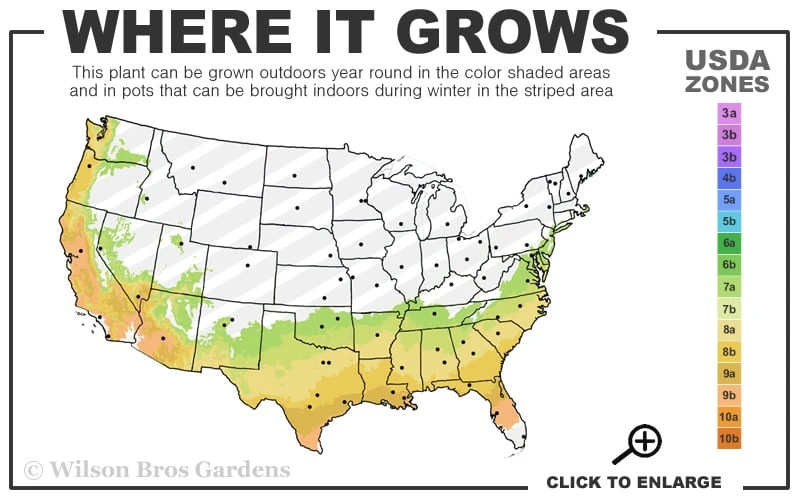 Snow N Summer Asiatic Jasmine - 6 Pack Of 1 Gallon Pots 5 Snow N Summer Asiatic Jasmine - 6 Pack Of 1 Gallon Pots - Image 3
