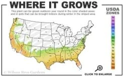 Scarlet Bells' Hong Kong Rose (Rhodoleia Henryi) - 3 Gallon Pot -Plant Outlet Store 7a 9b thumbnail