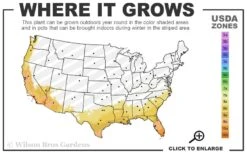 Lane Muscadine Grape Vine (Self Fertile) - 1 Gallon Pot 8 Lane Muscadine Grape Vine (Self Fertile) - 1 Gallon Pot -Plant Outlet Store 8a 11 14