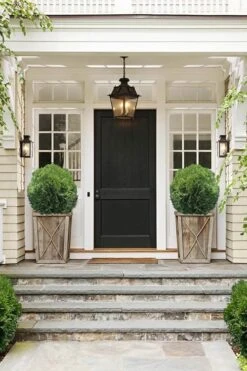 Tom Thumb Dwarf Globe Arborvitae - 1 Gallon Pot -Plant Outlet Store Arborvitae Tom Thumb 10