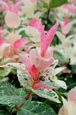 Snow N Summer Asiatic Jasmine - 6 Pack Of 1 Gallon Pots 13 Snow N Summer Asiatic Jasmine - 6 Pack Of 1 Gallon Pots -Plant Outlet Store Asian Jasmine Snow N Summer 16