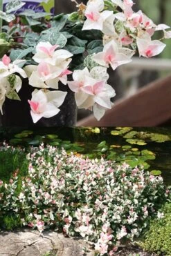 Snow N Summer Asiatic Jasmine - 6 Pack Of 1 Gallon Pots 12 Snow N Summer Asiatic Jasmine - 6 Pack Of 1 Gallon Pots -Plant Outlet Store Asian Jasmine Summer N Snow 2