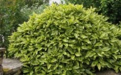 Gold Dust Aucuba (Japanese Laurel) - 1 Gallon Pot -Plant Outlet Store Aucuba Gold Dust 14