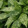 Gold Dust Aucuba (Japanese Laurel) - 1 Gallon Pot -Plant Outlet Store Aucuba Gold Dust 16