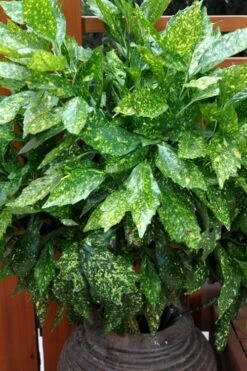 Gold Dust Aucuba (Japanese Laurel) - 1 Gallon Pot -Plant Outlet Store Aucuba Gold Dust 17
