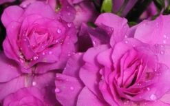 Amelia Rose Azalea - 3 Gallon Pot -Plant Outlet Store Azalea Amelia Rose 1