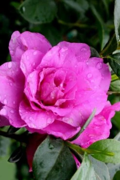 Amelia Rose Azalea - 3 Gallon Pot -Plant Outlet Store Azalea Amelia Rose 3