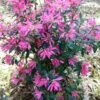 Pink Ribbons Deja Bloom Azalea - 1 Gallon Pot 1 Pink Ribbons Deja Bloom Azalea - 1 Gallon Pot -Plant Outlet Store Azalea Deja Bloom Pink Ribbons 7