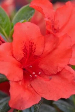 Red Tiara Deja Bloom Azalea - 1 Gallon Pot 9 Red Tiara Deja Bloom Azalea - 1 Gallon Pot -Plant Outlet Store Azalea Deja Bloom Red Tiara 4