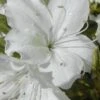 Delaware Valley White Azalea - 1 Gallon Pot 2 Delaware Valley White Azalea - 1 Gallon Pot -Plant Outlet Store Azalea Delaware Valley White 500x750 1