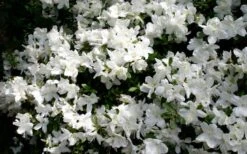 Delaware Valley White Azalea - 1 Gallon Pot -Plant Outlet Store Azalea Deleware Valley White Bloom