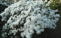Delaware Valley White Azalea - 1 Gallon Pot -Plant Outlet Store Azalea Deleware Valley White Landscape