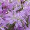 Koromo Shikibu Purple Spider Azalea - 1 Gallon Pot 2 Koromo Shikibu Purple Spider Azalea - 1 Gallon Pot -Plant Outlet Store Azalea Koromo Shikibu 1