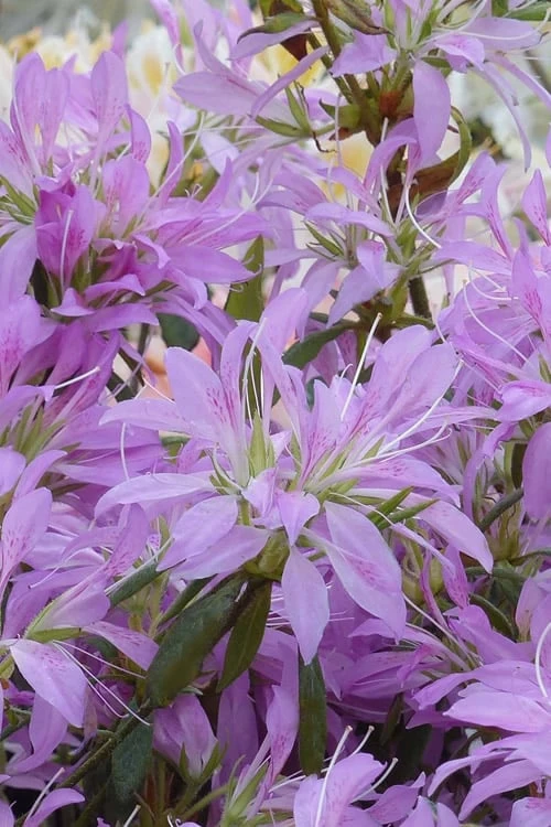 Koromo Shikibu Purple Spider Azalea - 1 Gallon Pot 3 Koromo Shikibu Purple Spider Azalea - 1 Gallon Pot