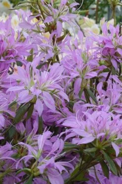 Koromo Shikibu Purple Spider Azalea - 1 Gallon Pot 9 Koromo Shikibu Purple Spider Azalea - 1 Gallon Pot -Plant Outlet Store Azalea Koromo Shikibu 2